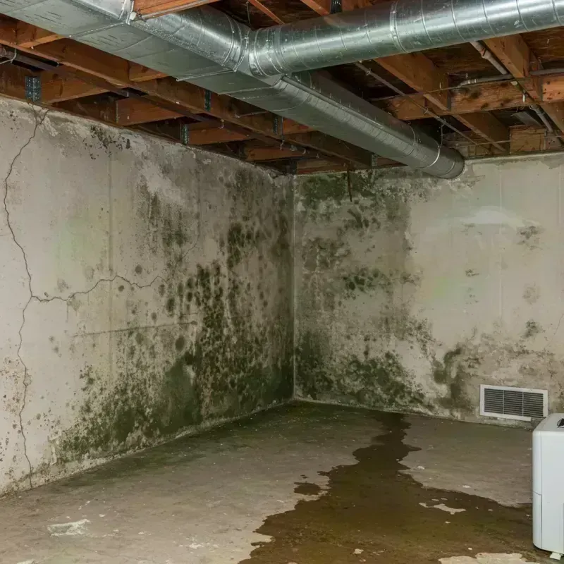 Professional Mold Removal in Morgan County, MO